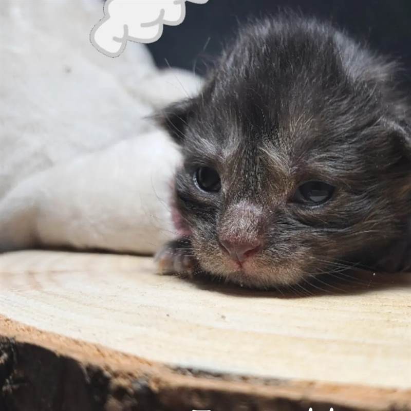 Maine Coon Cuccioli In Vendita A Treviso Veneto