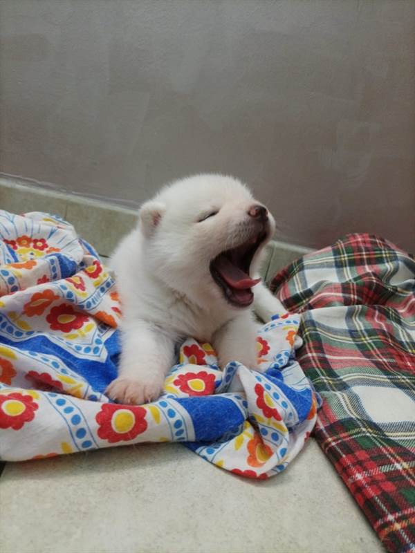 Cuccioli Di Akita Inu In Vendita A Torino Piemonte