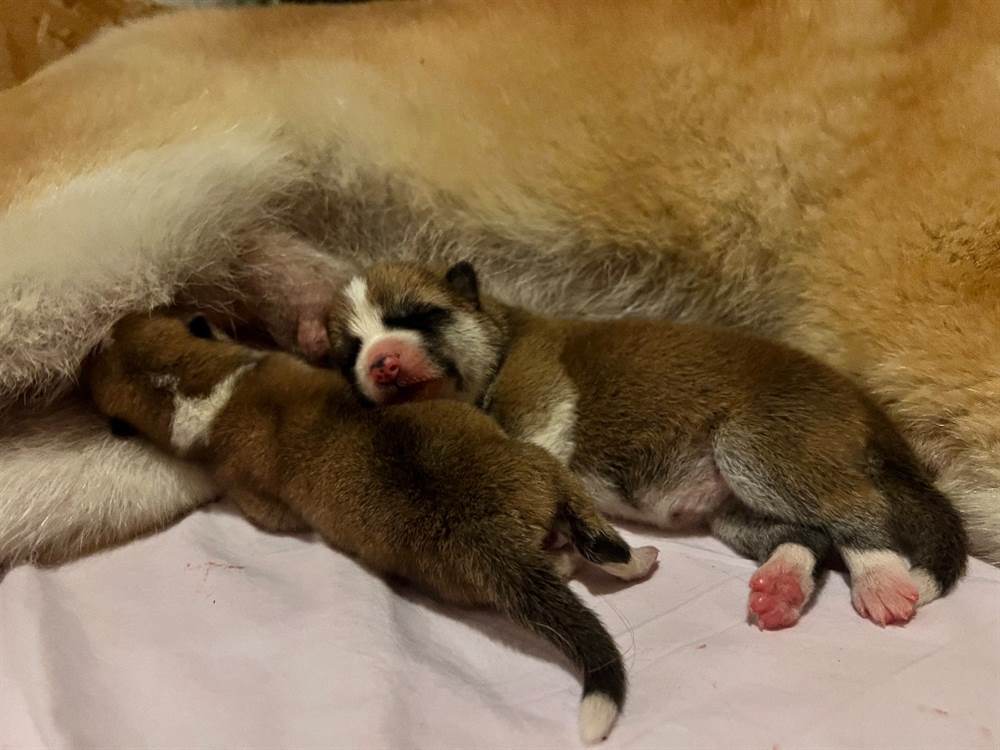 Cuccioli Akita Inu In Vendita A Treviso Veneto