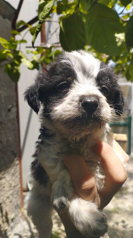 Cuccioli Di Razza Barboncino Toy Nero E Champagne Napoli