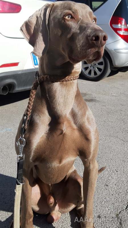 Weimaraner per accoppiamento cerco a Arezzo Toscana