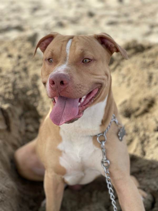 Cercasi pitbull red nose femmina per accoppiamento Roma Cercasi pitbull red nose femmina per accoppiamento Roma