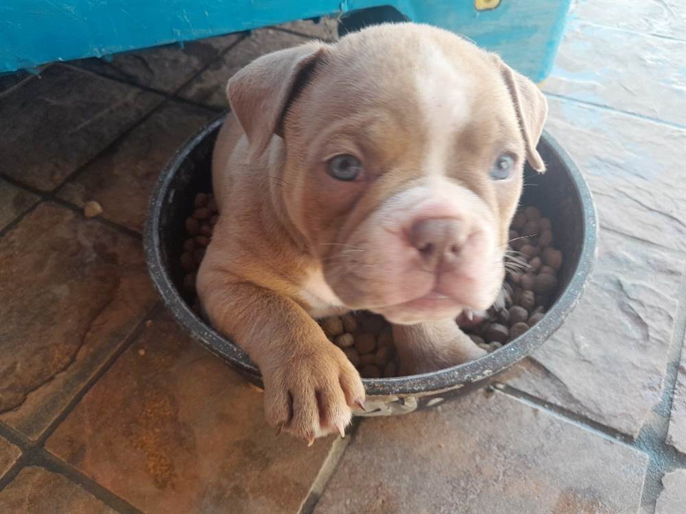 American Bully Pocket in vendita a Napoli, Campania