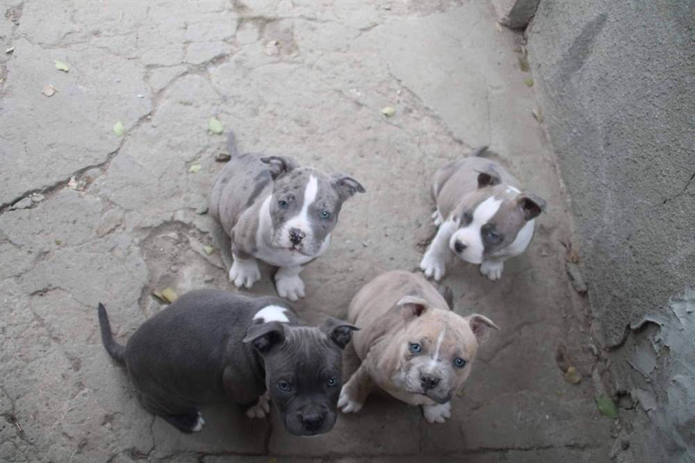 American bully pocket in vendita a Verona,