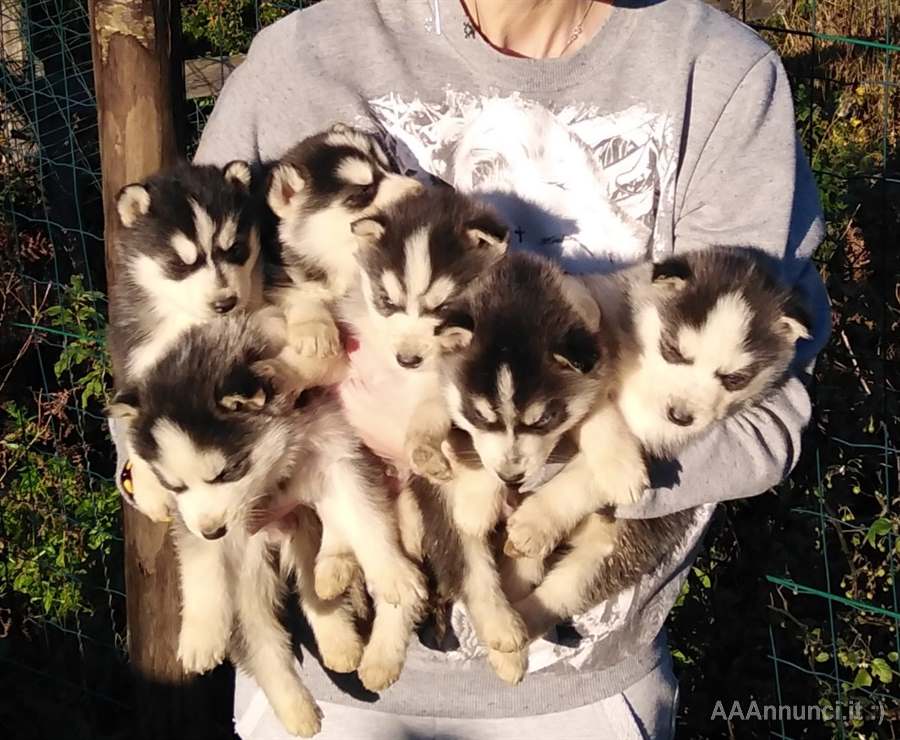 Cuccioli Di Siberian Husky Cani A La Spezia Liguria