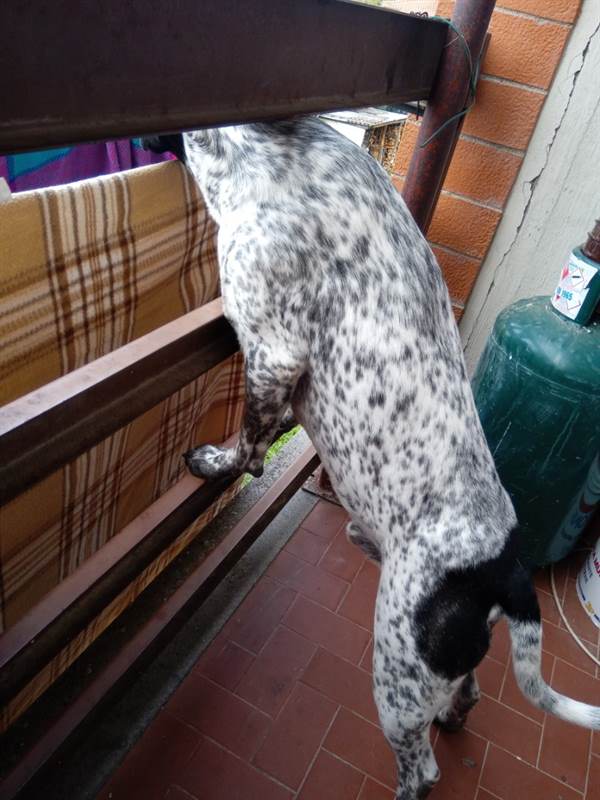 Cercasi femmina per simil Pitbull Accoppiamento Cani a Narni Cercasi femmina per simil Pitbull Accoppiamento Cani a Narni