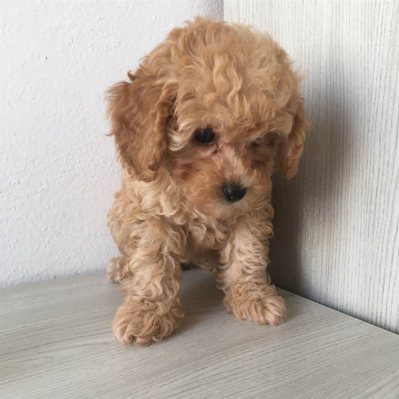 Peluche Trudy Barboncino Di Peluche Albicocca 30 Cm Soffice E