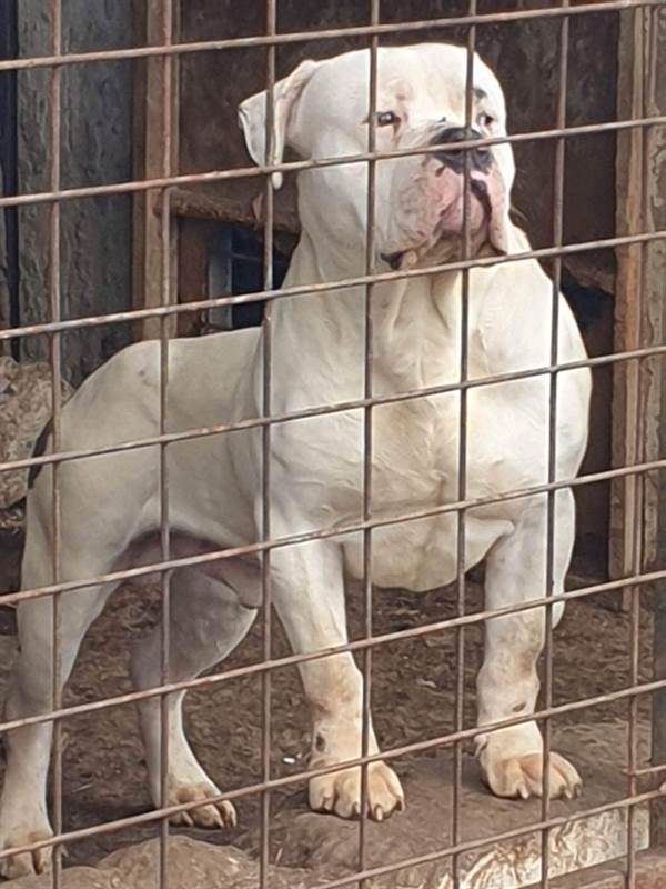 American Bully XL Allevamento Selezionato Estero Torino