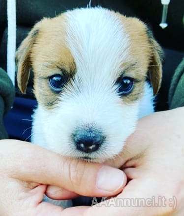 Bellissimi cuccioli di jack Russell Terrier - Ferrara ...