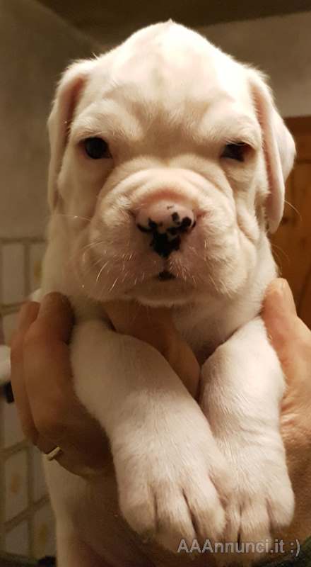 Boxer Cuccioli Cani In Vendita A Firenze Toscana