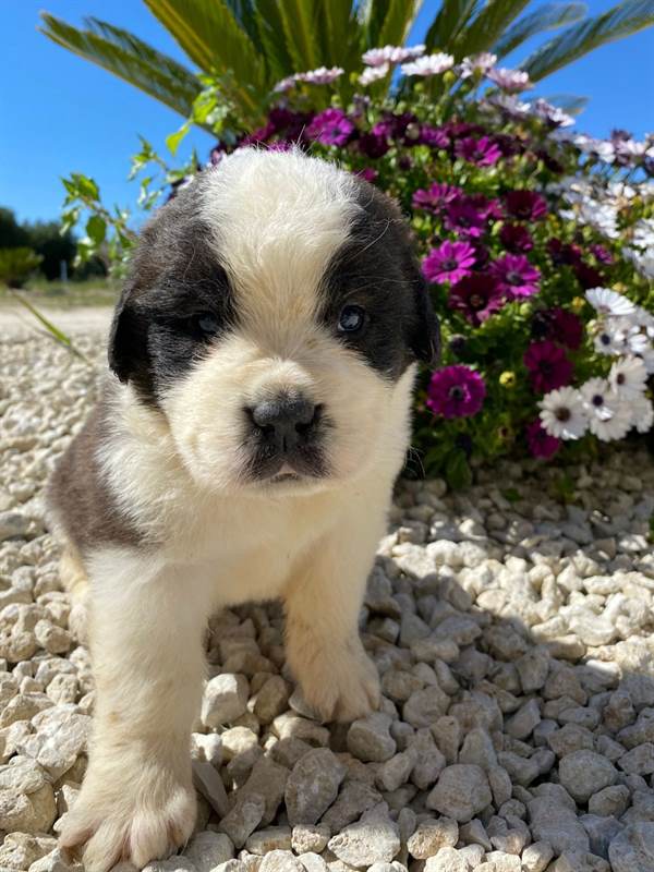 San Bernardo Cucciolo con pedigree Oristano, Sardegna San Bernardo Cucciolo con pedigree Oristano, Sardegna