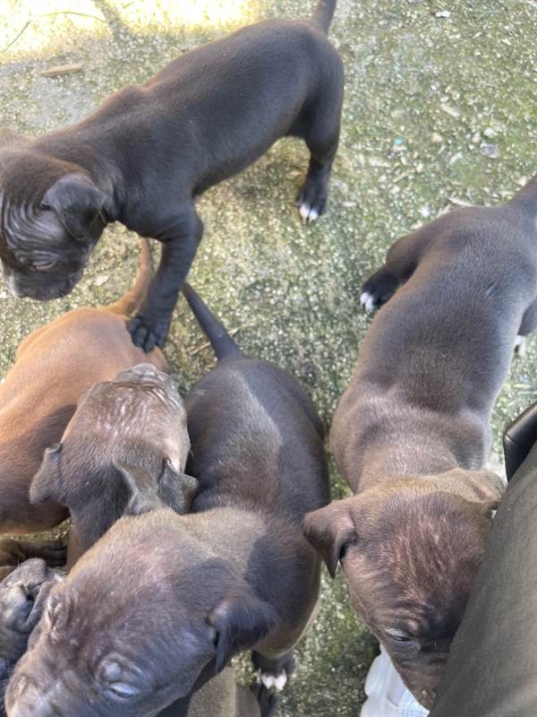 Cuccioli pitbull, colore marrone in vendita a Bari