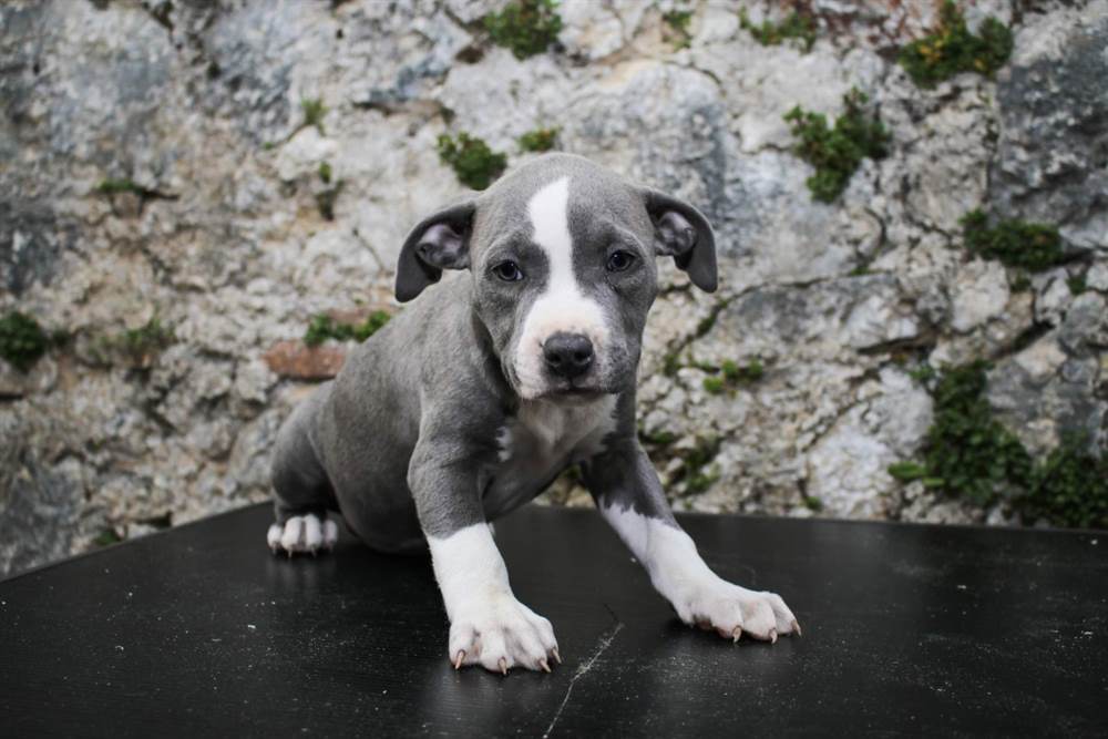 Cuccioli di Pitbull Blue Nose in vendita a L'Aquila Cuccioli di Pitbull Blue Nose in vendita a L'Aquila