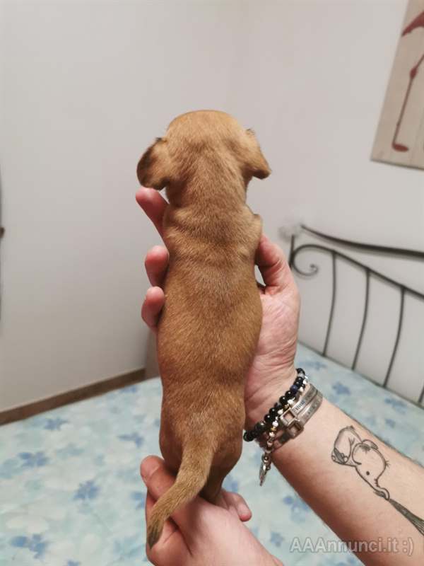 Cuccioli Di Chihuahua Disponibili Macerata Marche Ho deciso di comprare un cucciolo di chihuahua, mi potete dire quando costa ? chihuahua disponibili macerata marche