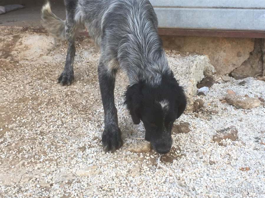 Regalo cuccioli di cane incrocio setter pointer maremmano ...